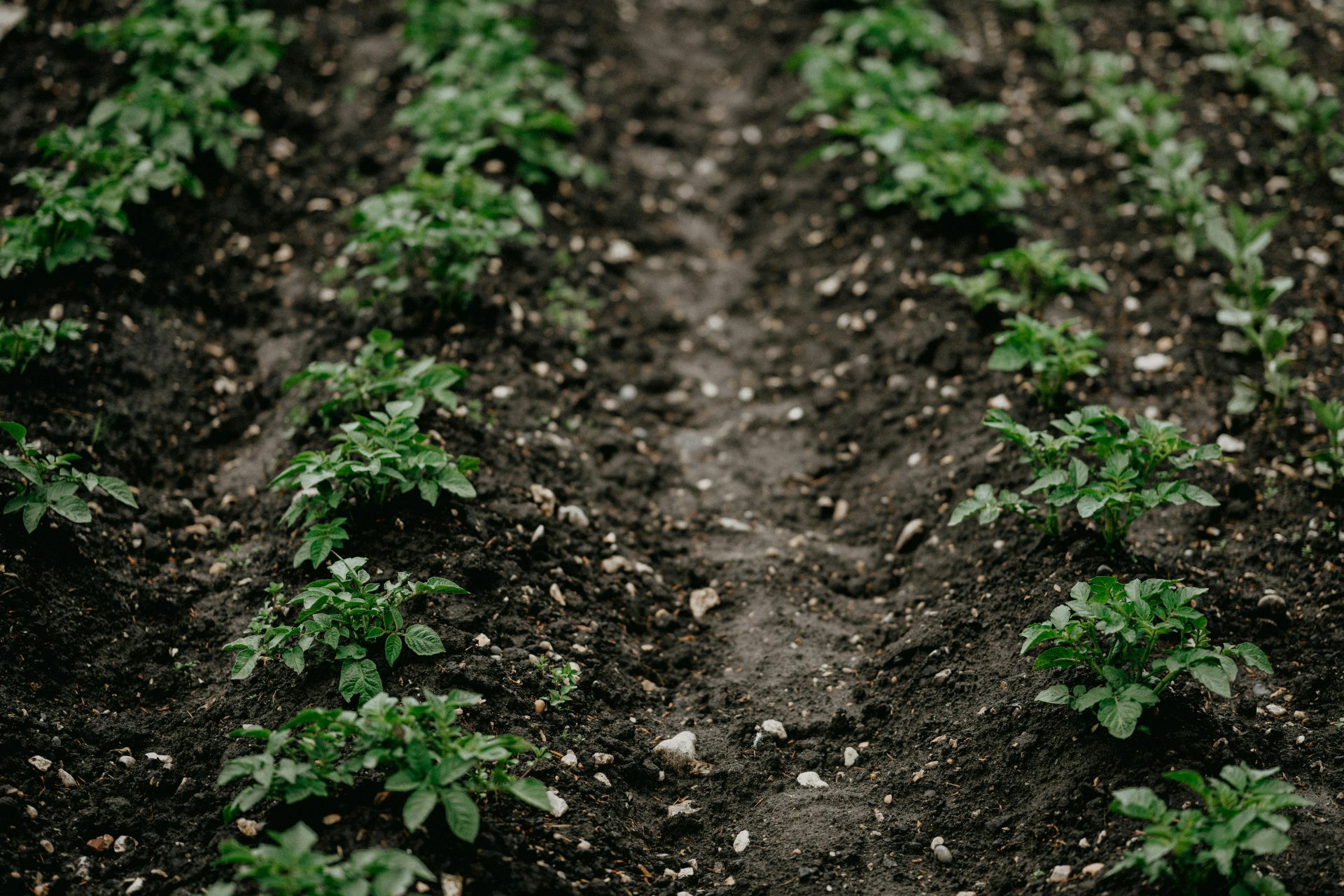 green plants on brown soil
