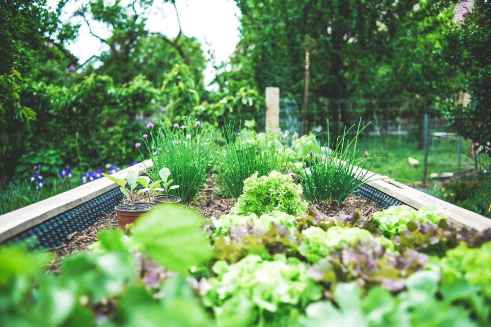 Beccy Birch Gardening