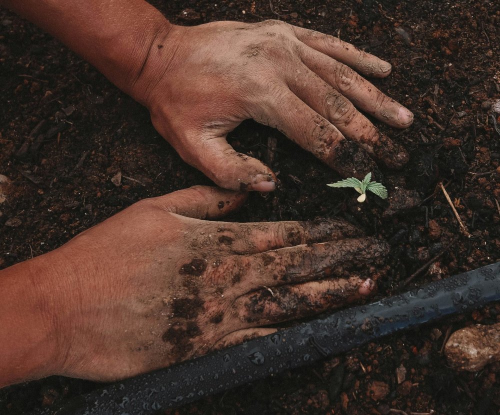 Beccy Birch Gardening