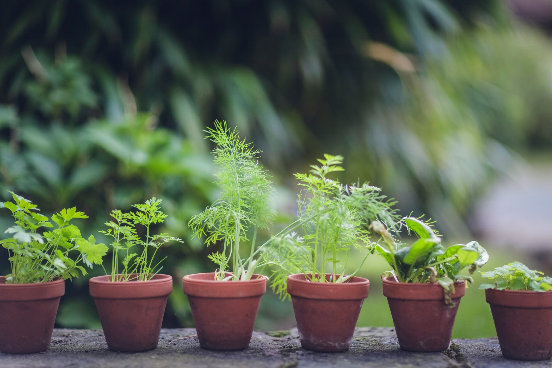 Beccy Birch Gardening